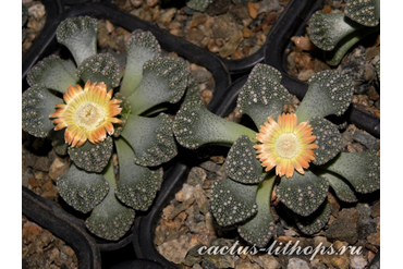 Titanopsis calcarea SB1111 Magersfontein (MG-1870.2)