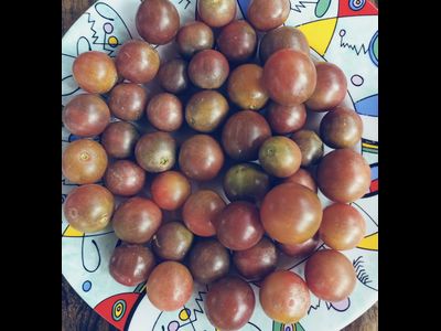 Томат Черри Фиолетовый сахар Рейнхарда (Reinhards Purple Sugar)