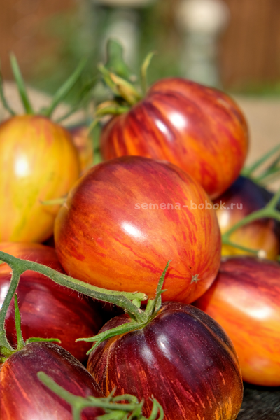 Томат Огненный Тюрбан, 10 шт