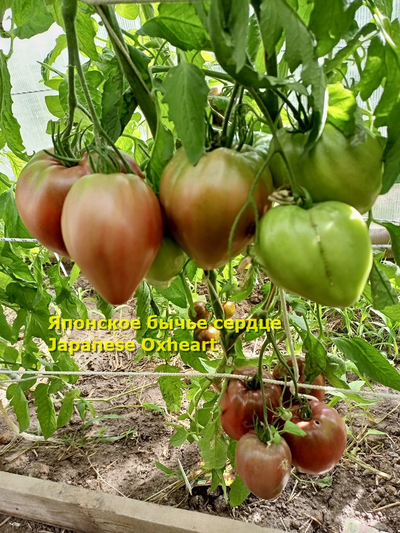 Томат Японское бычье сердце (Japanese Oxheart)
