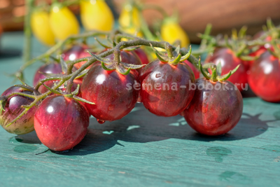 Томат Märchenglanz (Сказочный Блеск), 10 шт