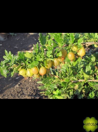 Крыжовник "Медовый" (высокоурожайный, высокое содержание витамина С)