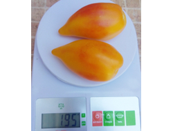 Томат Похвала Марины, (Marina's Praise, Гордость Марины)