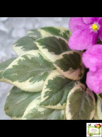 Rob's Lucky Ducky (R.Robinson) листовая химера (стартер сорт)