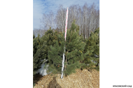 Кедр - фото 1 - питомник Красовский-Сад.рф