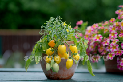 Микро томат  Funnyplums Yellow (Фанниплюмс Желтый), 7 шт