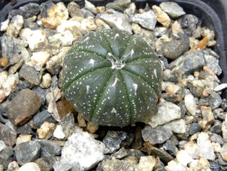 Astrophytum asterias  (D=8-10мм)