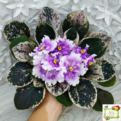 Dn-Дух Різдва (Д. Денисенко) 2020 г.