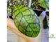 14/02/2025 hoya callistophylla No.2