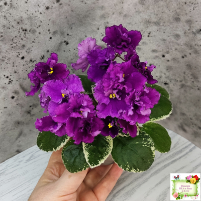 ЛЕ-Адреналин (Е. Лебецкая) 2020 г.