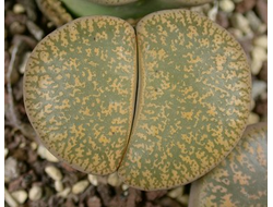 Lithops lesliei C026 - 10 семян