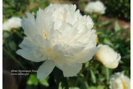 Боул оф Крим