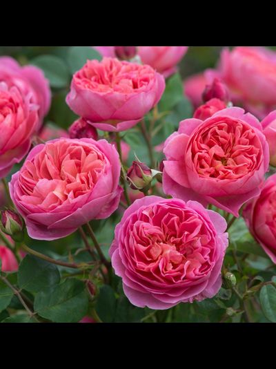 Боскобель (Boscobel)