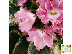 НД-Морковка (Н. Данилова-Суворова) 2021 г.