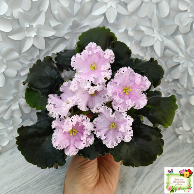 ВаТ-Любимая Внучка (Т.Валькова) 2016 г.