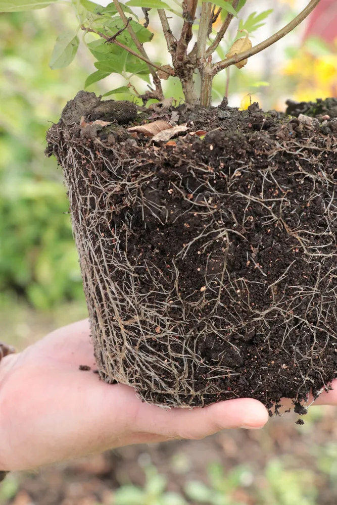 Корневая система