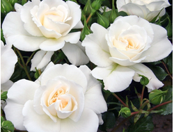 Роза флорибунда Petticoat (KORgretaum, Make a Wish), C5