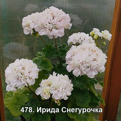 Пеларгония Ирида Снегурочка