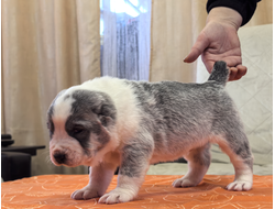 Кобель 1. НОЙ. Зарезервирован Свердловская обл.