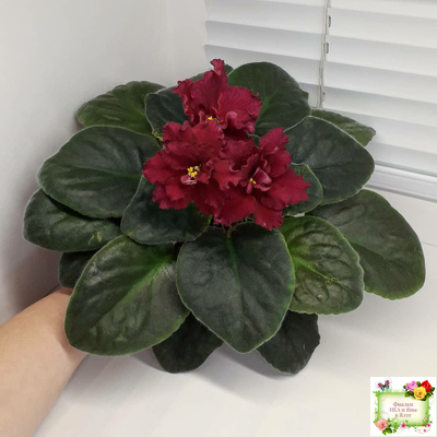 ЕК-Жара (Е. Коршунова) 2018 г.