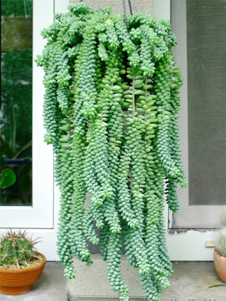 Sedum Burrito, Седум Буррито, очиток бурито, ампельный суккулент ...