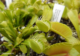 Dionaea muscipula "Degeneration"