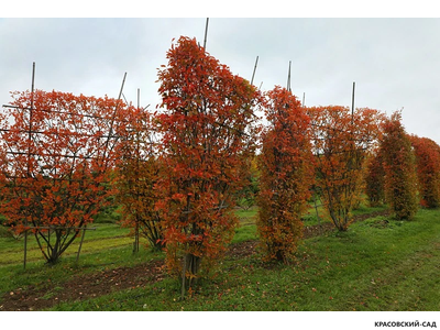 Топиар клён Гиннала в форме шпалеры