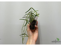 24/07/25 Hoya Linearis