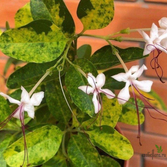 Clerodendrum inerme variegate / Клеродендрум Инерме Вариегатный