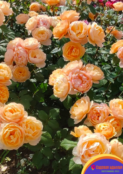 Роальд Даль (Roald Dahl)