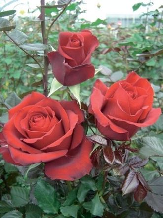 Гранд класс,   Ч/Г,   Michel Adam