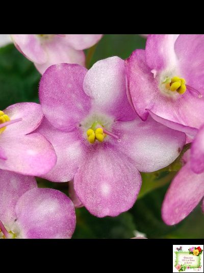 Heinz's Bubbles (H.Dornbusch) (лист посажен 30.01.26)