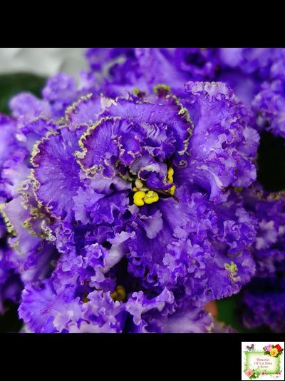 БР-Маленькое Счастье (С. и Н. Буркацкие) 2020 г.