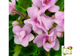 Goldilocks (L.Ray) (Голдилокс) (гёрл-лист с кроновой пестролистностью)