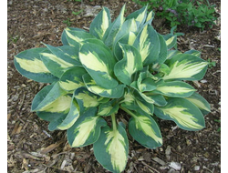 Хоста Попкорн (Popcorn)