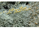 Полынь древовидная (Artemisia arborescens) - 100% натуральное эфирное масло