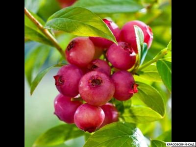 Голубика Пинк Лемонейд - Pink Lemonade