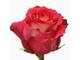 Роза Эквадор Красная