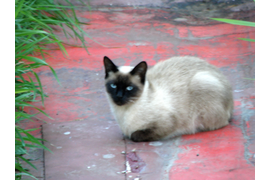 Перов Д С Прогулка