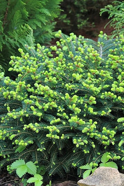 Пихта бальзамическая Nana