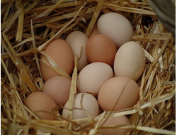 Куриные яйца деревенские купить