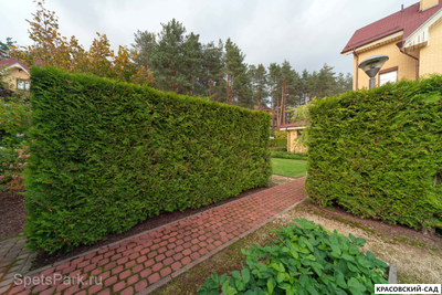 Живая изгородь из туи Брабант - Brabant