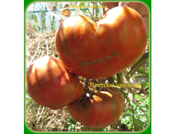 Томат Шоколадные полосы (Chocolate Stripes)