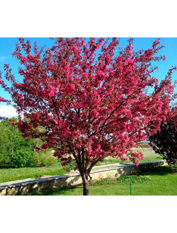 Яблоня 'Royalty'