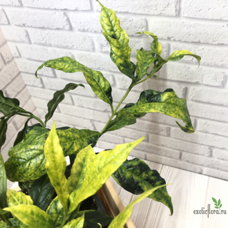 Clerodendrum Wallichiana Variegated / Клеродендрум Фата невесты вариегатный