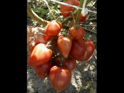 Томат Сердце дракона