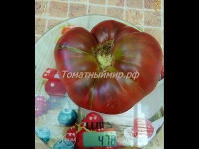 Томат Полярная звезда, (Поларис, Polaris)
