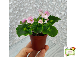 LV-Прелесть (Л. Шевелева) сеянец (стартер)