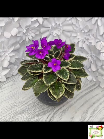 Ness' Tiny Flame (D.Ness)