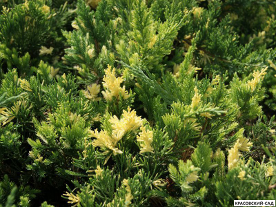 Можжевельник Экспанза Варигата - Expansa Variegata